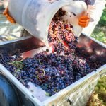 Critical Equipment Failure Strikes Local Winery: Pilot Electric to the Rescue